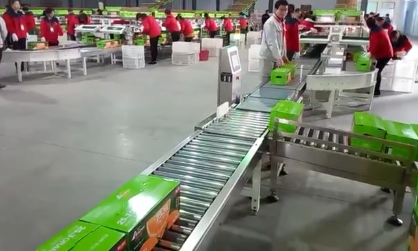 箱裝水果在線檢重秤-橙子應(yīng)用案例 箱裝水果在線檢重秤-橙子應(yīng)用案例