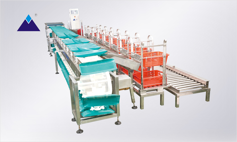 鮮魚全自動上料稱重分級機 鮮魚全自動上料稱重分級機